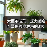 大便不成形、乏力消瘦？警惕脾虚泄泻的3大原因及调理方案（图2）