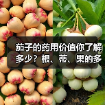 茄子的药用价值你了解多少?根、蒂、果的多重功效(图3) 茄子的药用价值你了解多少?根、蒂、果的多重功效(图3)