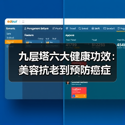 九层塔六大健康功效：美容抗老到预防癌症