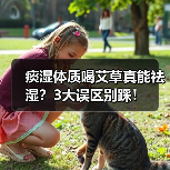 痰湿体质喝艾草真能祛湿?3大误区别踩!(图3) 痰湿体质喝艾草真能祛湿?3大误区别踩!(图3)