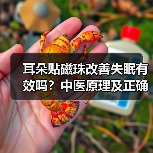 耳朵贴磁珠改善失眠有效吗?中医原理及正确用法详解(图3) 耳朵贴磁珠改善失眠有效吗?中医原理及正确用法详解(图3)