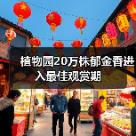 植物园20万株郁金香进入最佳观赏期(图1) 植物园20万株郁金香进入最佳观赏期(图1)