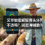 艾草能缓解股骨头坏死不适吗？别混淆辅助与治疗（图4）