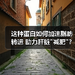 这种蛋白如何加速脂肪转运 助力肝脏 这种蛋白如何加速脂肪转运 助力肝脏