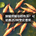 拔罐后罐印颜色深？可能是这2种常见情况（图1）