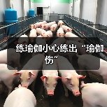 练瑜伽小心练出“瑜伽伤”(图2) 练瑜伽小心练出“瑜伽伤”(图2)