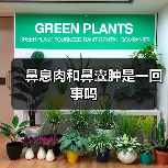 鼻息肉和鼻囊肿是一回事吗(图1) 鼻息肉和鼻囊肿是一回事吗(图1)