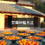 芽菜种植方法(图1) 芽菜种植方法(图1)