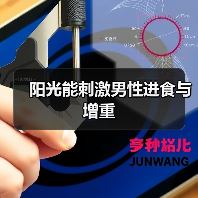 阳光能刺激男性进食与增重(图3) 阳光能刺激男性进食与增重(图3)