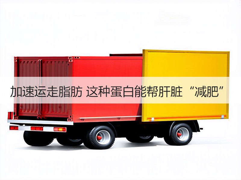 加速运走脂肪 这种蛋白能帮肝脏“减肥”